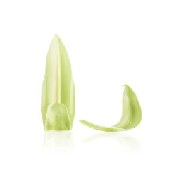 Dobla Chocoladedecoratie Blad Groen/Wit (260 stuks)