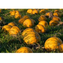 Nederlandse Pompoenpitten Geroosterd & Gezouten 150g