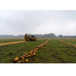 Nederlandse Pompoenpitten Pittig Gekruid 150g