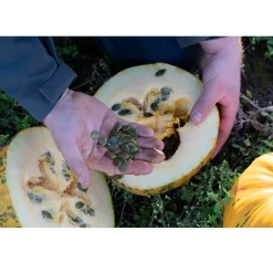 Nederlandse Pompoenpitten Geroosterd 150g