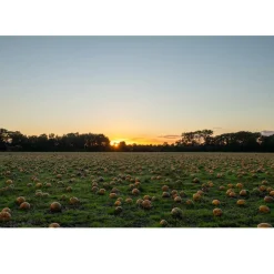Nederlandse Pompoenpitten Geroosterd 150g